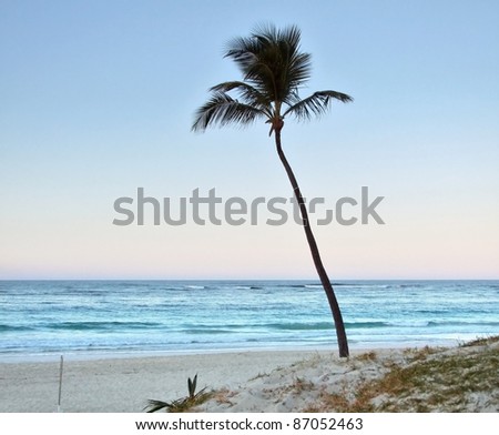 beach with single palm tree at the Dominican Republic, a island of Hispanola wich is a part of the Greater Antilles archipelago in the Carribean region