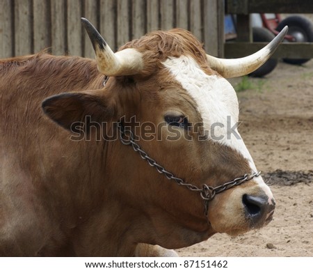 sideways portrait of a cow in front of farming back