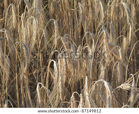 detail of a barley field ready to harvest at evening time