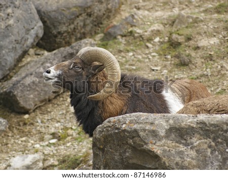 sideways portrait of a male mouflon in stony ambiance