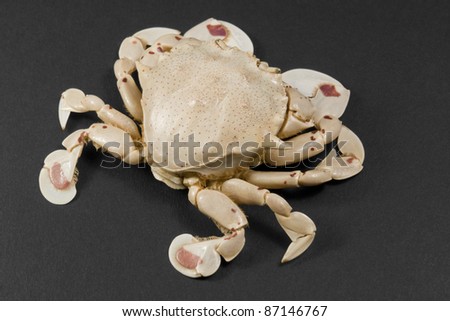 frontal shot of a moon crab in dark background
