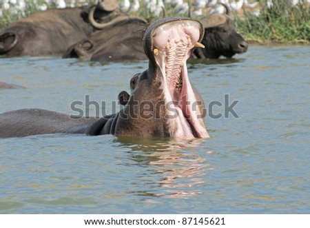 a Hippo in the water with wide open mouth in Uganda (Africa)