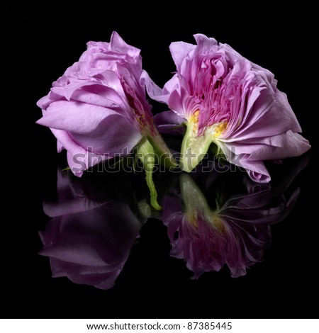 studio photography of two half pink rose pieces in black reflective back