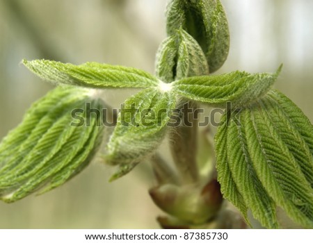 detail of some folded green leaves at spring time