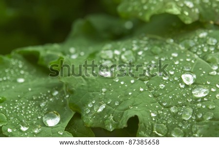 detail of a green leaf with dripping-off water drops