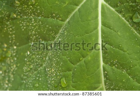 natural background showing a green leaf with water drops roll-off