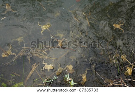 lots of common toads in a pond, seen from above