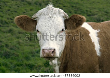 Cow Back