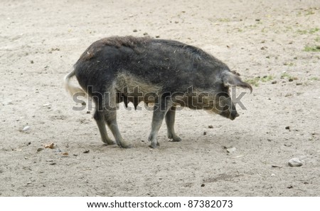 outdoor shot showing a Mangalitsa pig walking on sandy ground