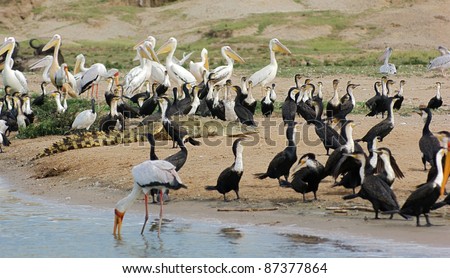 lots of various birds and a crocodile waterside in the Queen Elizabeth National Park in Uganda (Africa)
