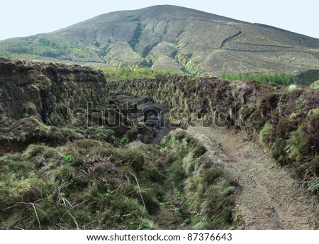 overgrown landscape at Sao Miguel Island