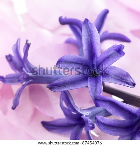 some blue flowers in light colored blurry pink back