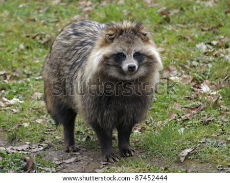 chinese raccoon dog