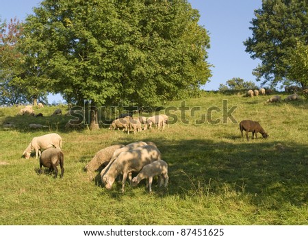 some grazing sheep on a meadow with some trees at evening time