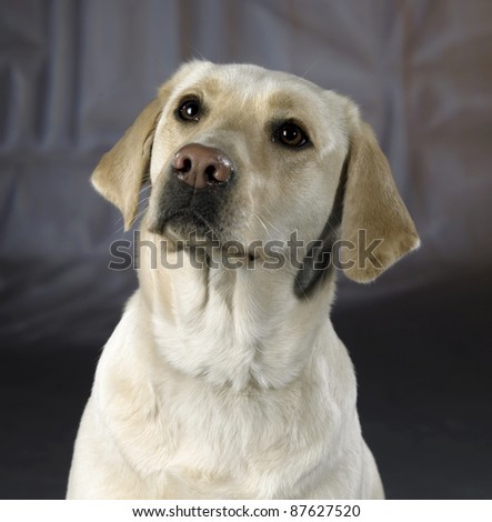 studio portrait of a light colored dog in abstract back