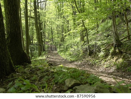 idyllic and peaceful forest track at spring time