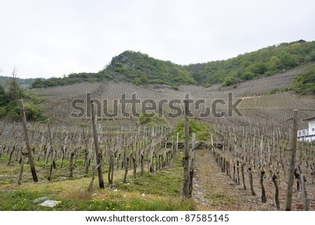 vineyard in the Vulkan Eifel, wich is a region in the Eifel Mountains in Germany
