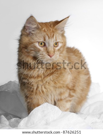 Brown Maine Coon