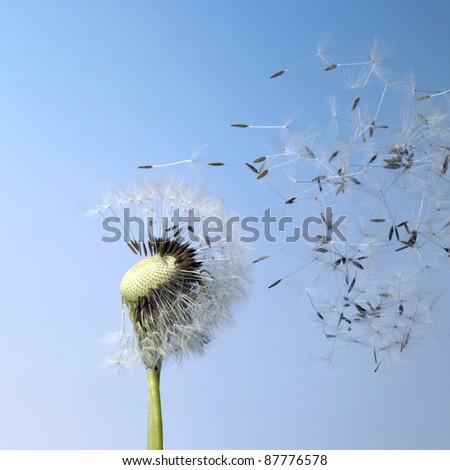 flying dandelion seeds in blue back