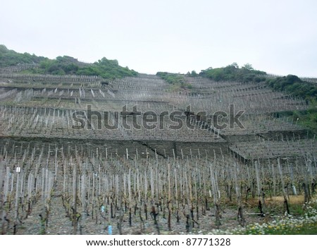 a vineyard in the Vulkan Eifel, wich is a region in the Eifel Mountains in Germany