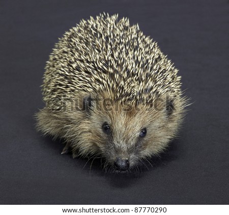 frontal shot of a hedgehog. Studio photography in dark back