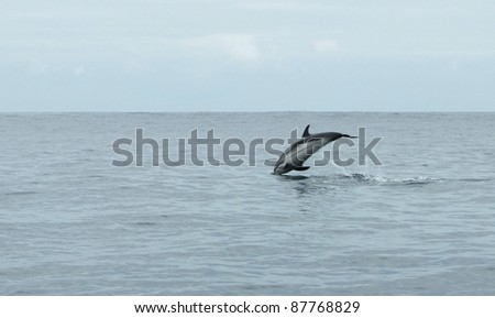 jumping dolphin in the sea