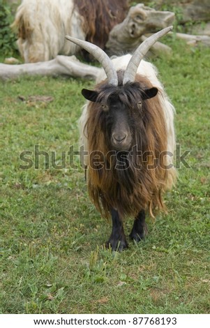 frontal shot of a goat species named \
