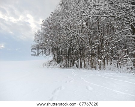 border of a wood at winter time in Southern Germany