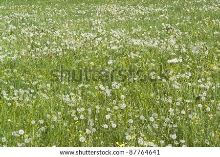 idyllic spring scenery showing lots of dandelion blowballs
