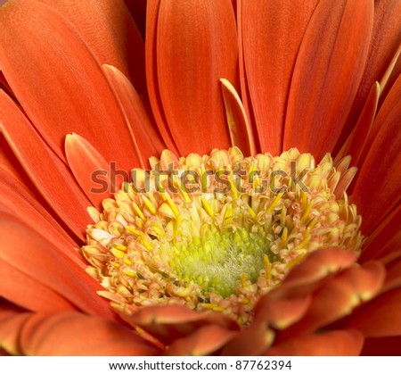 full frame closeup photography of a red gerbera flower