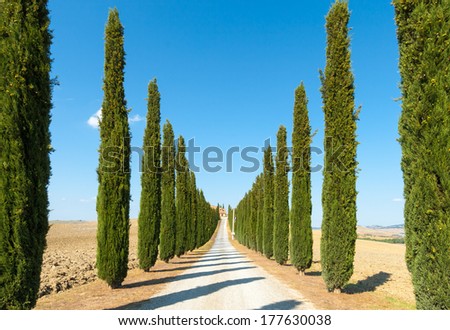 Crete Senesi, Characteristic Landscape In Val D\'Orcia (Siena, Tuscany, Italy): Country Road Flanked With Cypresses Ascending A Hill, In A Summer Afternoon.