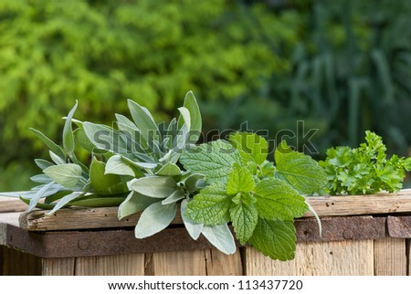 medicinal herb