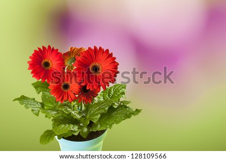 gerbera in the flower pot