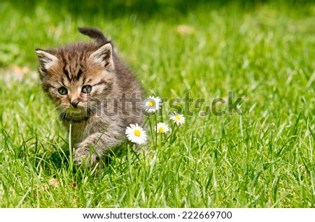 kitten in the garden