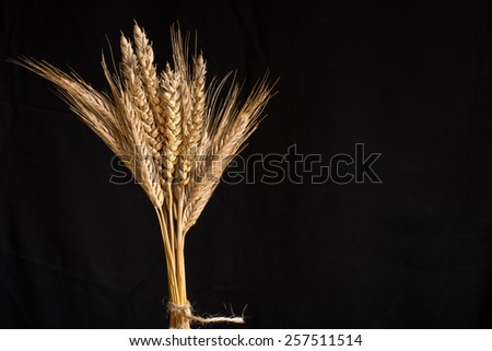 sheaf of wheat and barley on the black background