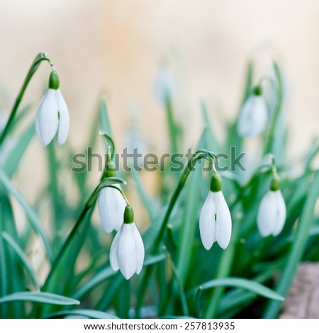 detail of snowdrops in the garden in the springtime