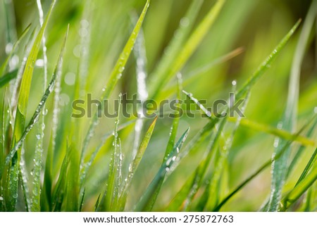 grass with drops of water, shallow depth of field