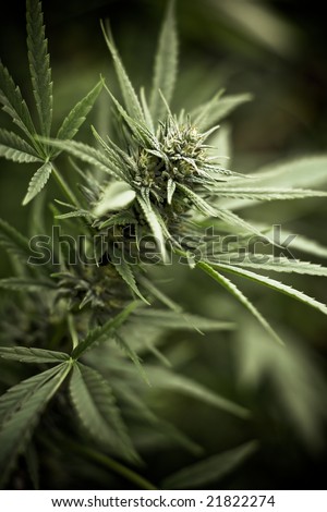 Close-up of a cannabis plant for medical marijuana in a green house with vignette effect applied