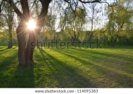 The sun is shining through big tree