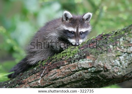 Young Raccoon