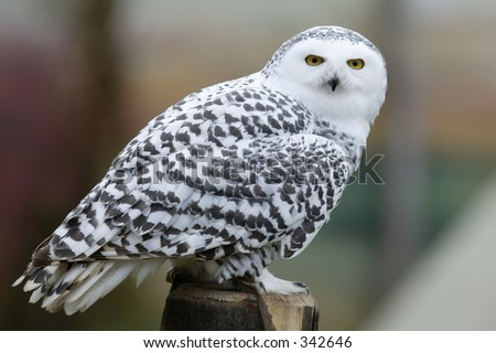 owl sitting