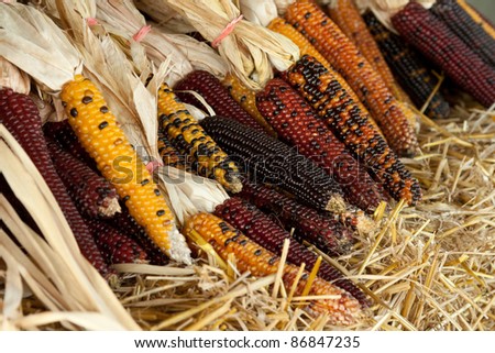 Bundles of Indian corn for sale at a farm market