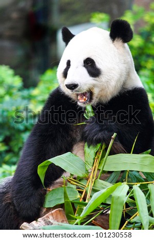 A relax Panda is enjoying his life eating bamboo leaves