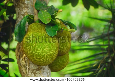 Jack fruit is the fruit  of asia.