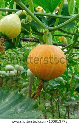 Fresh organic pumpkin in field in Thailand