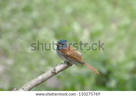 Asian paradise flycatcher bird of  south east asia
