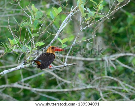 brown-winged Kingfisher Bird of Asia
