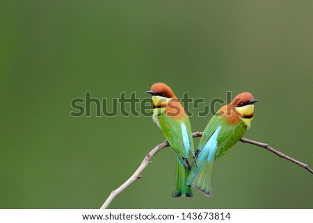 Couple Birds on the best perch (Chestnut-headed Bee-eaters) , Thailand