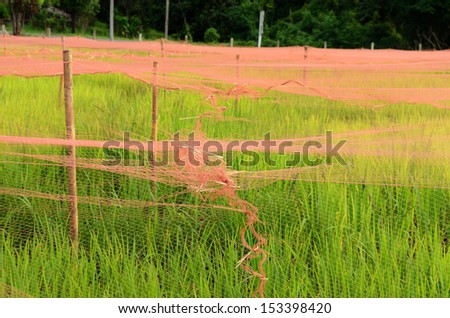 Farmer pull tight the net for protect bird in rice farm