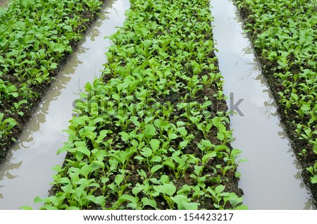 Vegetable garden ,Vegetable bed, Vegetable plot